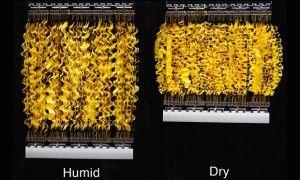 new energy generator harnessing the force from evaporating water